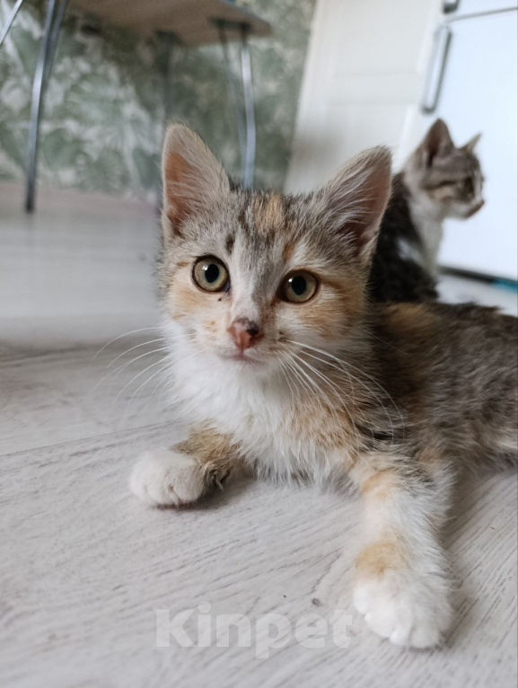 Кошки в Краснодаре: Отдам котят в добрые руки Девочка, Бесплатно - фото 7