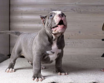 Собаки в Королеве: Американский булли стандарт Мальчик, 200 000 руб. - фото 2
