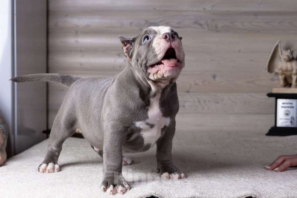 Собаки в Королеве: Американский булли стандарт Мальчик, 200 000 руб. - фото 2