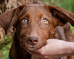 Собаки в Волоколамске: Шоколадное чудо в поисках дома Девочка, Бесплатно - фото 6