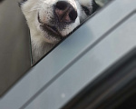 Собаки в Тольятти: Кареглазая красавица Чара Девочка, Бесплатно - фото 4
