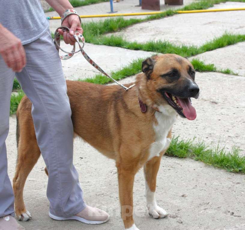 Собаки в Москве: Тоша очень хочет стать домашним Мальчик, Бесплатно - фото 9