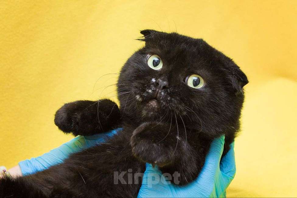 Кошки в Москве: Вислоухая кошечка с белыми веснушками ищет дом! Девочка, Бесплатно - фото 3