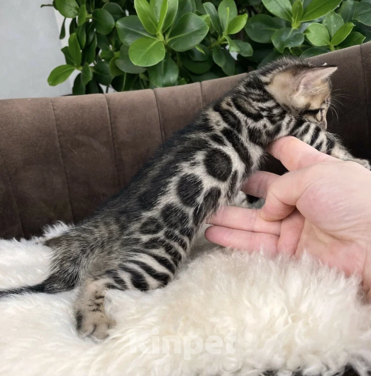 Кошки в Москве: Мальчик, розетка на золоте Мальчик, Бесплатно - фото 5