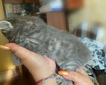 Кошки в Рязани: Котята Курильского бобтейла, 7 000 руб. - фото 4