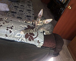Кошки в Кстово: Котята сфинкса, 3 000 руб. - фото 2