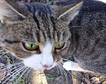 Кошки в Орлове: Дуся, Бесплатно - фото 2