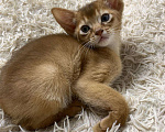 Кошки в Зубцове: Абиссинские котята, 15 000 руб. - фото 3