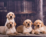 Собаки в Самаре: Щенки лабрадора от гранд чемпионов Девочка, 40 000 руб. - фото 2