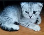 Кошки в Саратове: продам котенка  Девочка, 1 000 руб. - фото 1