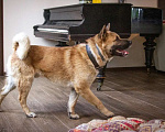 Собаки в Москве: Акита Балто в поисках своей семьи! Мальчик, Бесплатно - фото 4