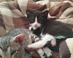 Кошки в Казани: Котенок черный Мальчик, Бесплатно - фото 2