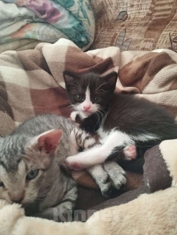 Кошки в Казани: Котенок черный Мальчик, Бесплатно - фото 2