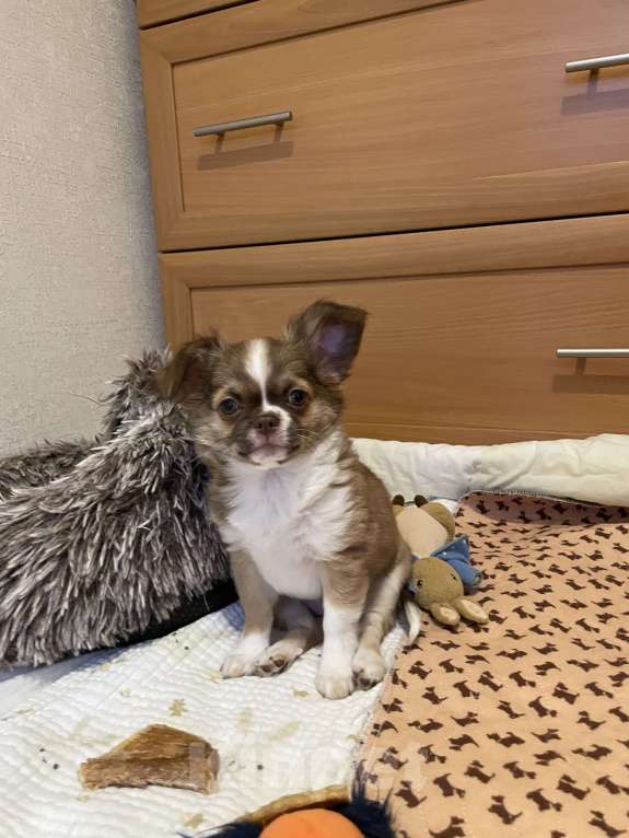 Собаки в Москве: Куколка чихуахуа девочка Девочка, 50 000 руб. - фото 2