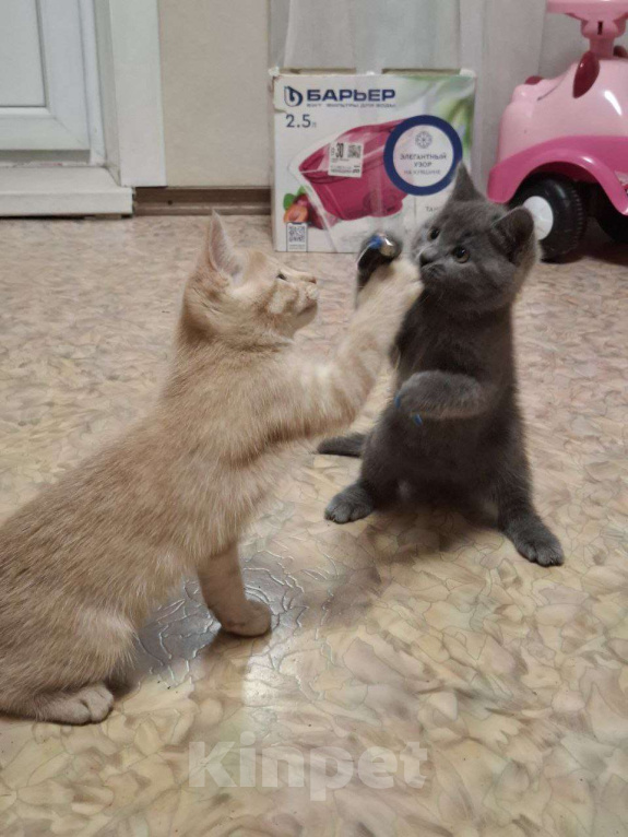 Кошки в Воронеже: Ласковые, игривые котята в добрые руки Девочка, Бесплатно - фото 4