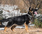 Собаки в других городах Московской области: Щенок немецкой овчарки рабочего разведения Девочка, 80 000 руб. - фото 8