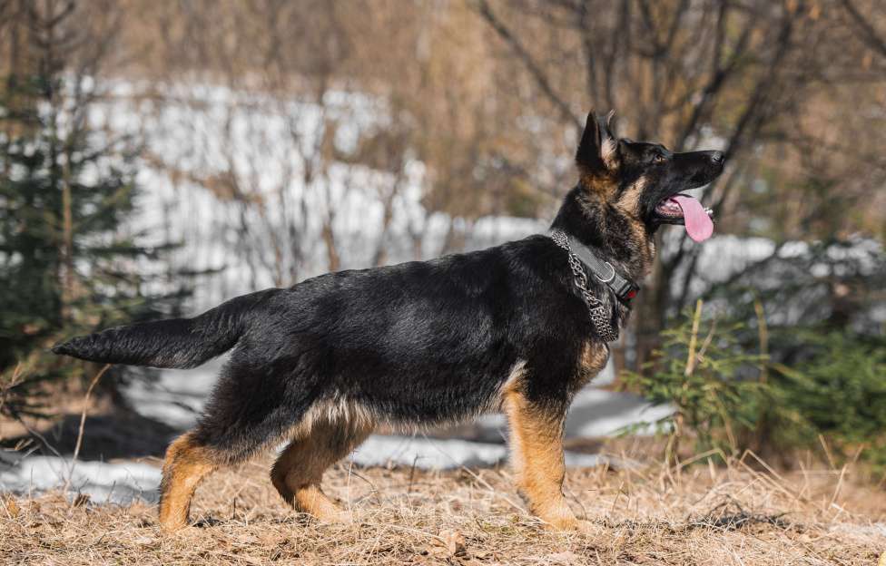 Собаки в других городах Московской области: Щенок немецкой овчарки рабочего разведения Девочка, 80 000 руб. - фото 8