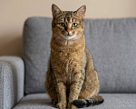 Кошки в Москве: кошка Кася в добрые руки Девочка, Бесплатно - фото 1