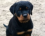 Собаки в Ростове-на-Дону: Щенок ротвейлера, сука Девочка, 60 000 руб. - фото 1