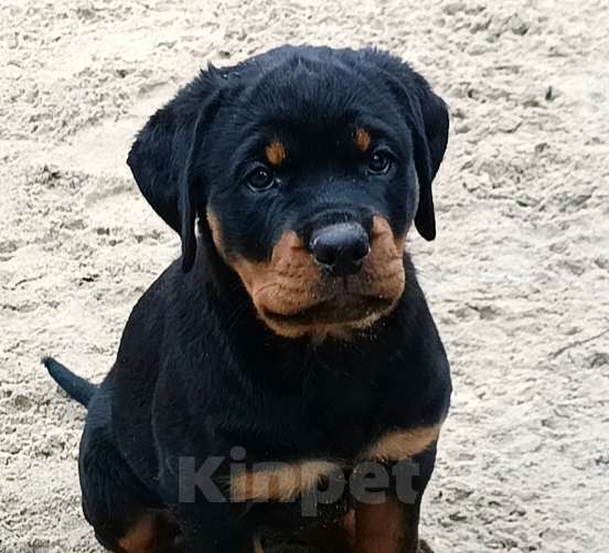 Собаки в Ростове-на-Дону: Щенок ротвейлера, сука Девочка, 60 000 руб. - фото 1