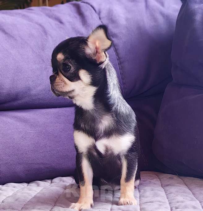 Собаки в Москве: Чихуахуа. Девочка. Мелкая. Девочка, 60 000 руб. - фото 4