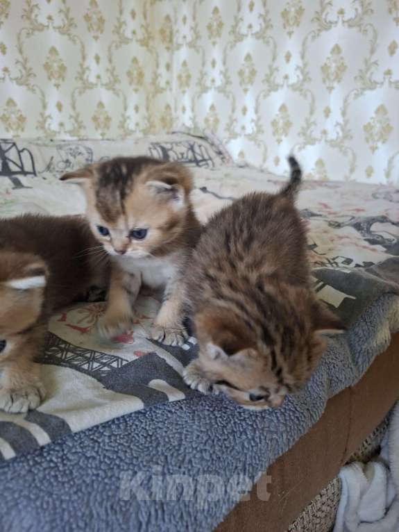 Кошки в Симферополе: Девочка шотландская Девочка, 15 000 руб. - фото 2