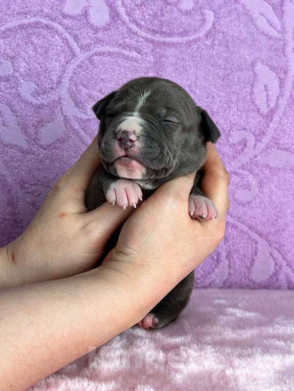 Собаки в Москве: Шикарная девочка амстаффа Девочка, 140 000 руб. - фото 6