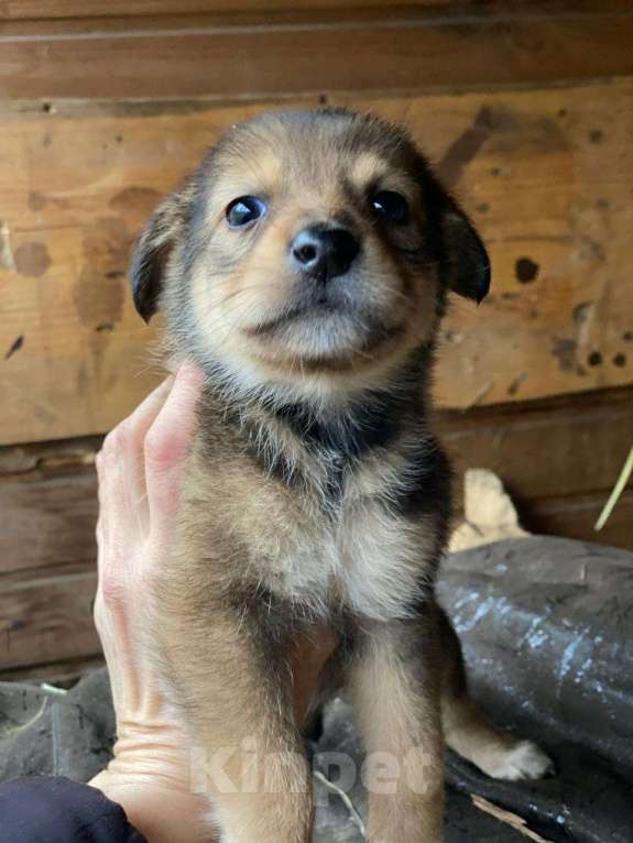 Кошки в Москве: Очаровательные малышки - сестрёнки  ищут дом! Девочка, Бесплатно - фото 3