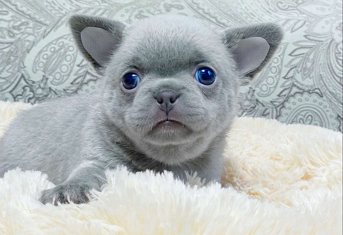 Щенки чихуахуа