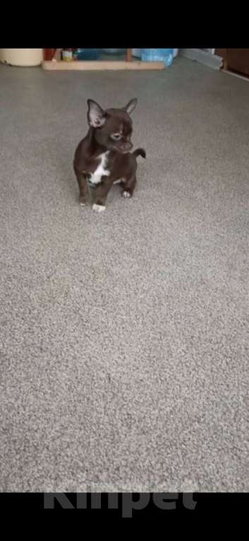 Собаки в Москве: Шоколадная девочка- чихуа Девочка, 30 000 руб. - фото 2