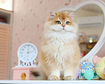 Кошки в Владивостоке: Британский длинношерстный котенок Мальчик, 100 000 руб. - фото 4