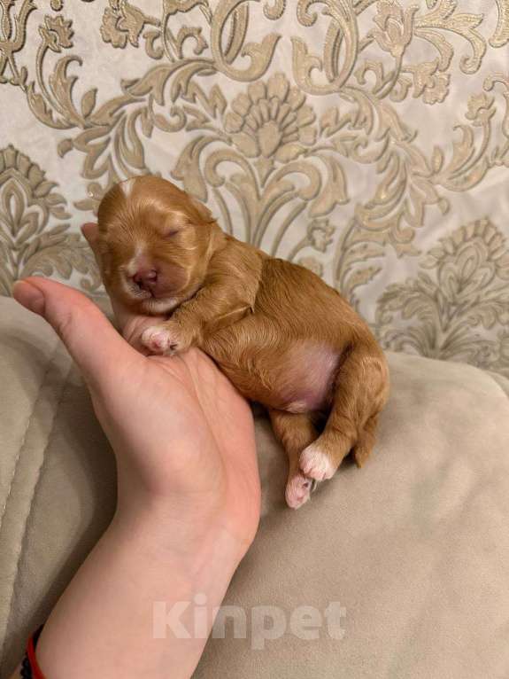 Собаки в Москве: Мальчик ярко рыжий Мальчик, Бесплатно - фото 1