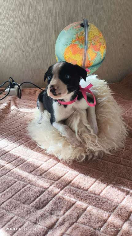 Собаки в Красногорске: Щенки Девочка, Бесплатно - фото 5