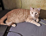 Кошки в Москве: Рыженькое солнышко Санчо, молодой котик ищет дом Мальчик, 10 руб. - фото 1