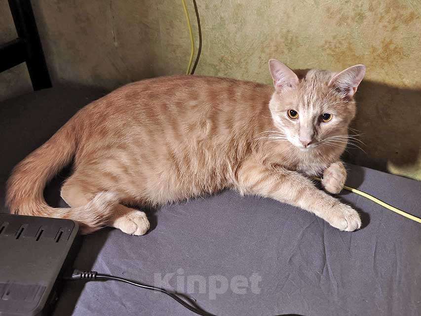 Кошки в Москве: Рыженькое солнышко Санчо, молодой котик ищет дом Мальчик, 10 руб. - фото 1