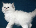 Кошки в Москве: Девочка Рэгдолл самая нежная Девочка, 70 000 руб. - фото 4