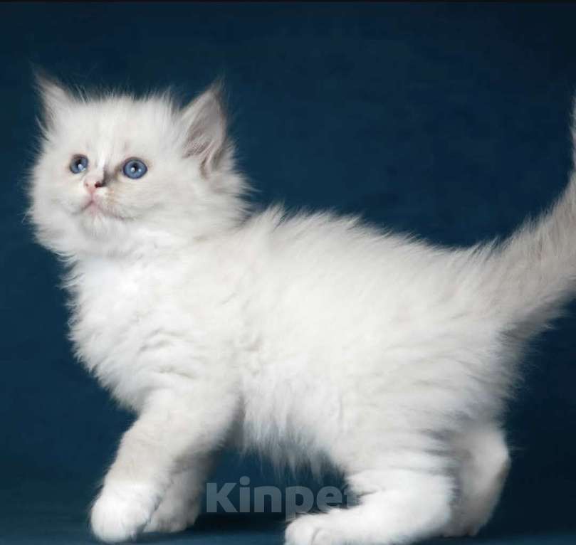 Кошки в Москве: Девочка Рэгдолл самая нежная Девочка, 70 000 руб. - фото 4