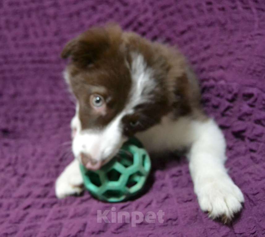 Собаки в Санкт-Петербурге: Бордер Колли девочка в спорт Девочка, 120 000 руб. - фото 3