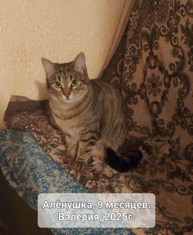 Кошки в Симферополе: Аленушка Девочка, Бесплатно - фото 1