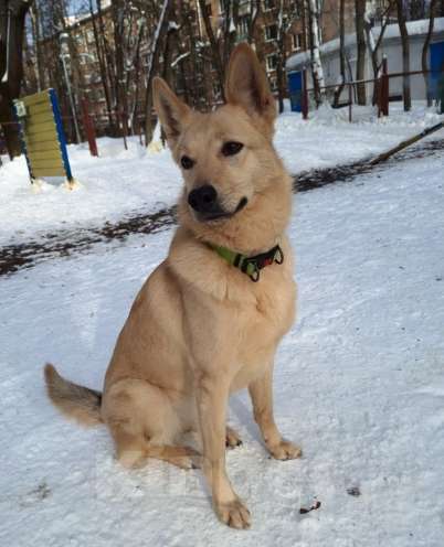 Собаки в Москве: Мила, самое милое и потрясающее создание! Девочка, Бесплатно - фото 3