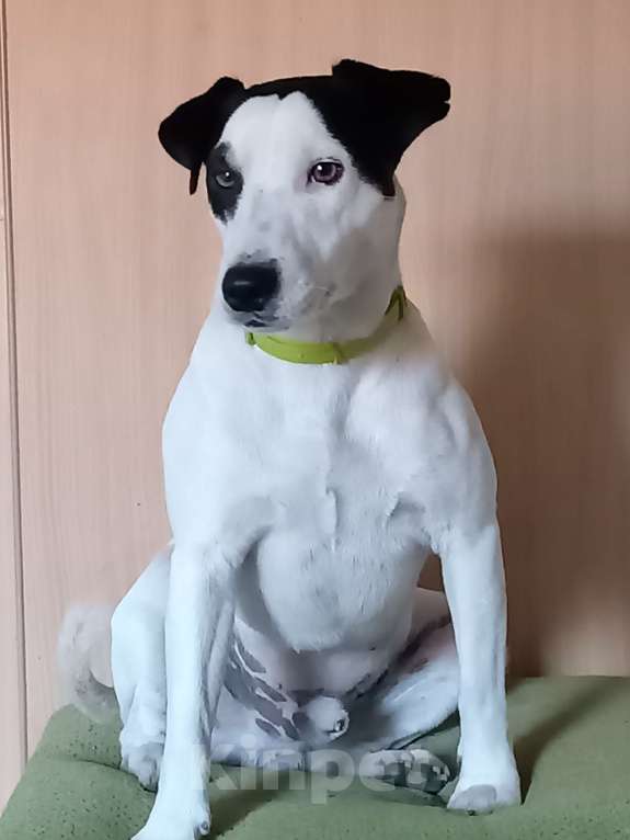 Собаки в других городах Липецкой области: Потерялся кобель 2 года Мальчик, Бесплатно - фото 1