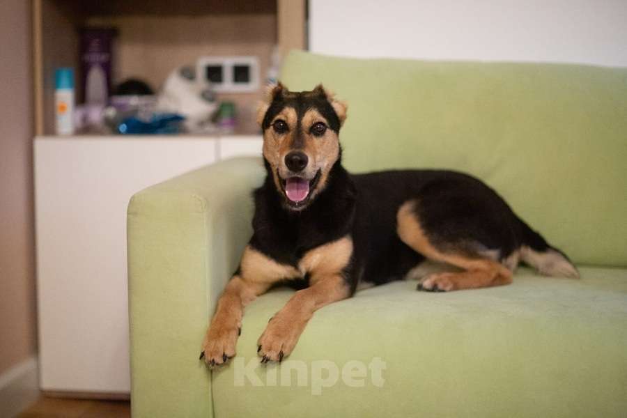 Собаки в Москве: Молли ищет дом и человека, с которым будет делить каждое счастливое мгновение! Девочка, Бесплатно - фото 10