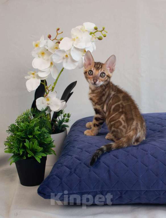 Кошки в Санкт-Петербурге: Бенгальские котята Мальчик, 50 000 руб. - фото 2