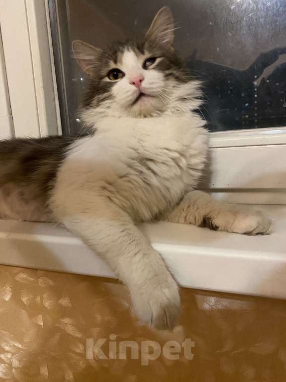 Кошки в Москве: Зефир Мальчик, Бесплатно - фото 3