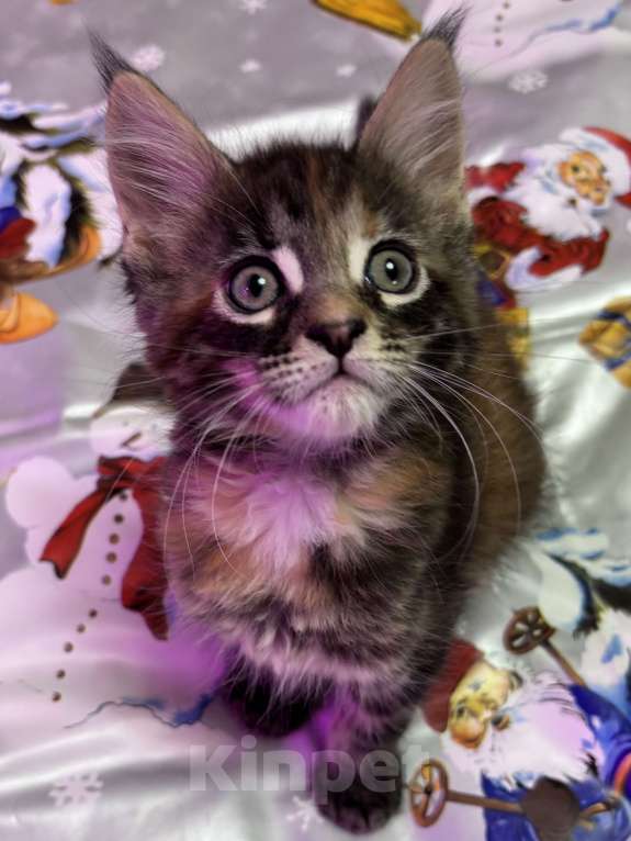 Кошки в Петергофе: Девулечка любопытинка Девочка, 40 000 руб. - фото 3
