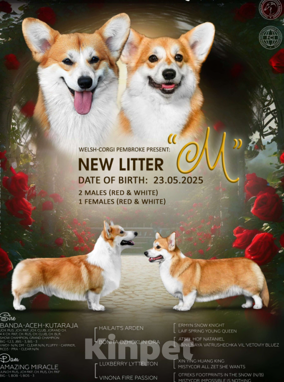 Собаки в Нововоронеже: Щенок вельш-корги пемброк с документами РКФ  Мальчик, 50 000 руб. - фото 7