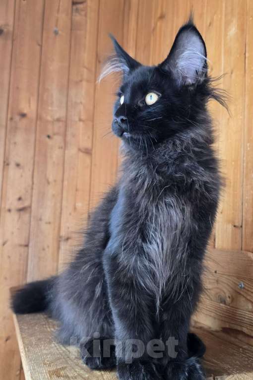 Кошки в Москве: Котенок Мальчик, 1 руб. - фото 2