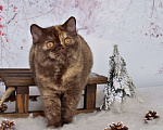 Кошки в Санкт-Петербурге: Британская кошечка шоколадного черепахового окраса Девочка, 45 000 руб. - фото 6