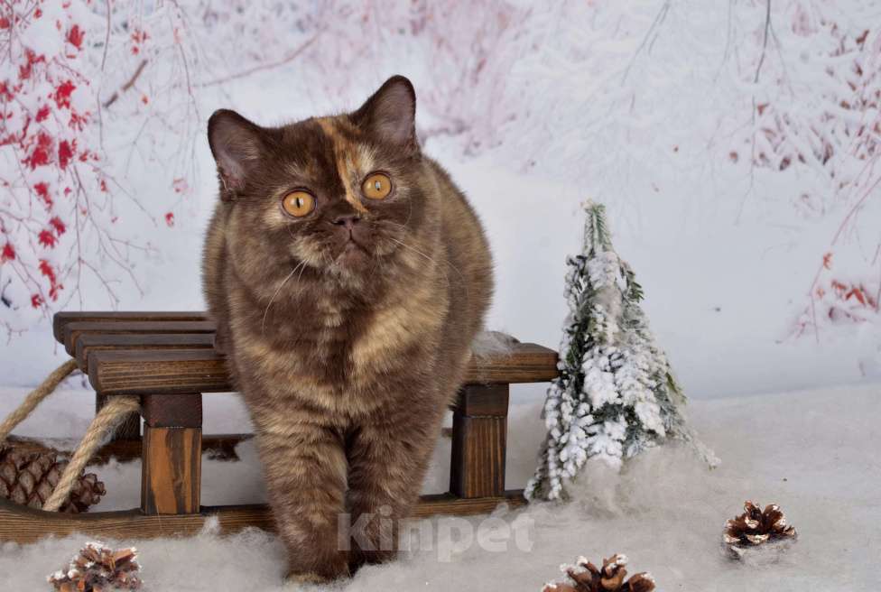 Кошки в Санкт-Петербурге: Британская кошечка шоколадного черепахового окраса Девочка, 45 000 руб. - фото 6