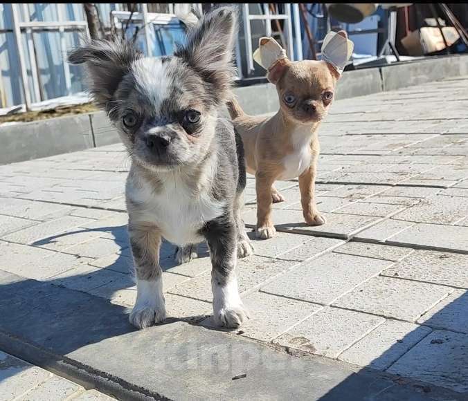 Собаки в Саратове: Красавчик Чихуахуа Мальчик, Бесплатно - фото 1